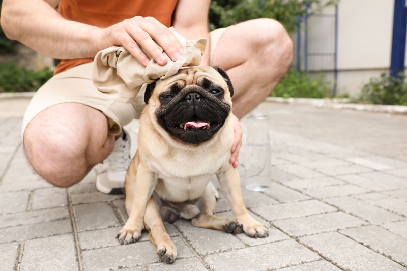  Proteggere i cani dal caldo: uomo bagna cane con canovaccio fresco