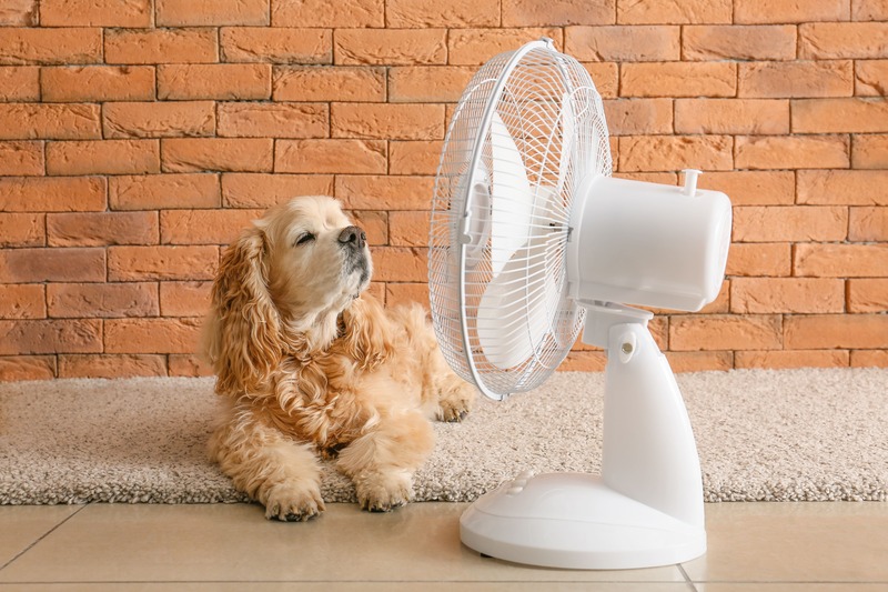 cane ventilatore