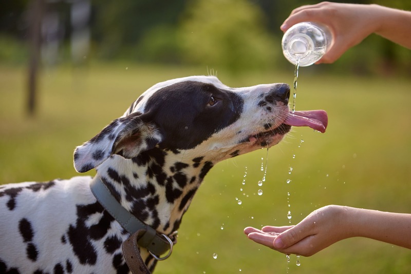 proteggere i cani dal caldo, cane che beve acqua durante una giornata calda