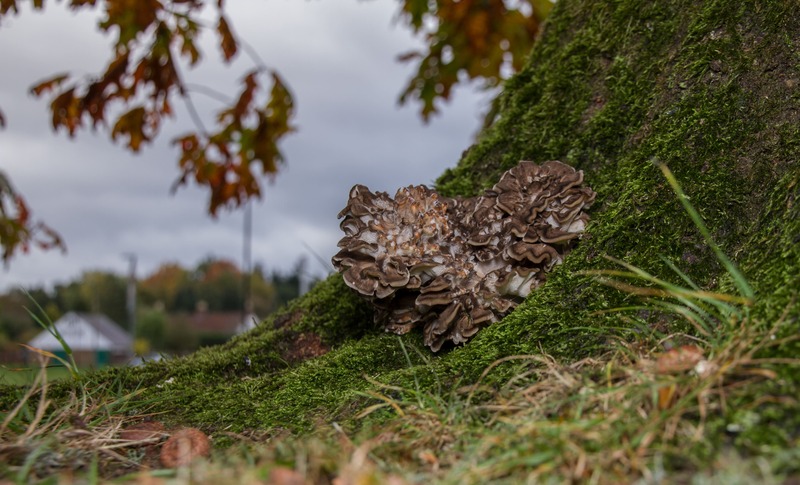 Grifola frondosa alla base di albero